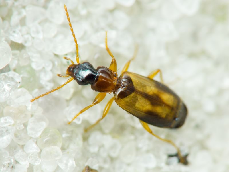 Lebiinae Bonelli, 1810